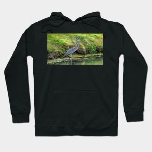 Great Blue Heron Hoodie